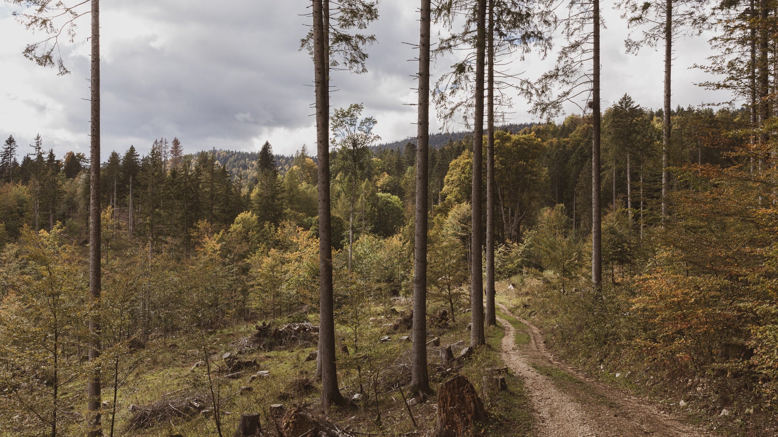 241003_WEB_Dans_la_foret_JulieMasson-6553.jpg